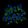 GUCY1A3 Primary Antibody MP30467P [M3G6B2]