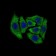DCTN4 Primary Antibody MP30469A  [M3G9D7]