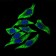 DCTN4 Primary Antibody  MP30469P [M3G9D7]