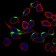NRCAM Primary Antibody MP30490 [M7D8C5]