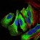 MAPK14 Primary Antibody MP30491 [M8G4D11]