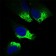 TWIST1 Primary Antibody MP30506 [M10E4E6]