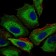 IL3RA Primary Antibody MP30516 [M8E11C5]