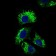 IL2RA Primary Antibody MP30522  [M1B5D12]