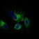 CLGN Primary Antibody  MP30523 [M1C8B6]