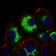 IL3RA Primary Antibody MP30527 [M10B8E7]
