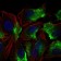 CD74 Primary Antibody MP30532 [M2D1B3]