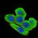 ONECUT3 Primary Antibody MP30533 [M7D4G10]