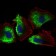 THY1 Primary Antibody MP30546 [M7E1B11]