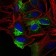 ZEB1 Primary Antibody MP30548 [M2A8H3]