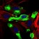 CD22 Primary Antibody MP30549 [M1A3A11]