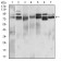 CD22 Primary Antibody MP30550 [M2H1C4]