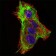 SYCP3 Primary Antibody MP30553 [M6F9B6]