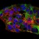 SYCP3 Primary Antibody MP30554 [M6F9C5]
