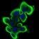 SERPINA7 Primary Antibody MP30556 [M5B11E9]