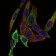 PAPLN Primary Antibody MP30558 [M5B2E5]