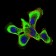 Ring1 Primary Antibody MP30559 [M8E8A2]