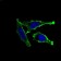 ITGAM Primary Antibody MP30567 [M3A10H5]