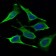 DNM1L Primary Antibody MP30569 [M4A4C7]
