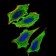 MLXIPL Primary Antibody MP30575 [M5D12D1]