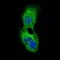 PLIN2 Primary Antibody MP30579 [M2C5H8]