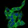 CD14 Primary Antibody MP30585 [M1H5D8]