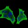 CSF1R Primary Antibody MP30589 [M6B9B9]