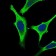 GABBR2 Primary Antibody MP30603 [M5G7F7]