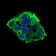 EIF2A Primary Antibody MP30605 [M3A7A8]