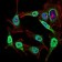 NBN Primary Antibody MP30608 [M7E4C2]