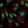 NBN Primary Antibody MP30612 [M7E4A2]