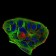 BACE1 Primary Antibody MP30625 [M3C1C3]