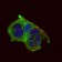 DDIT3 Primary Antibody MP30633 [M4E8E9]