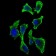 GAB2 Primary Antibody MP30639 [M1F6D9]
