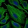 SMCP Primary Antibody MP30646 [M5C10D8]