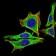 PRL Primary Antibody MP30648 [M2H10H5]