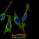 MB Primary Antibody MP30651 [M6B9D2]