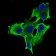 RPTOR Primary Antibody MP30652 [M5A3A4]
