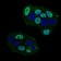 CTNNBL1 Primary Antibody MP30656 [M1E4F5]