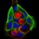 PRL Primary Antibody MP30657 [M2H10B2]