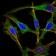 PRL Primary Antibody MP30657 [M2H10B2]