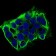 SDC1 Primary Antibody MP30658 [M1A3A3]