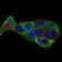 CDH16 Primary Antibody MP30659 [M6H6E2]