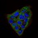APP Primary Antibody MP30660 [M3F12F6]