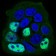 PPP1CB Primary Antibody MP30661 [M8A7C7]