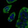 RELB Primary Antibody MP30663 [M2E4B1]