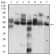 CCNE1 Primary Antibody MP30675 [M5F8C5]