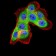 FTL Primary Antibody MP30679 [M8E1E7]