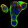 XRCC6 Primary Antibody MP30686 [M2F7F5]