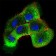 SHC1 Primary Antibody MP30689 [M2F7C7]